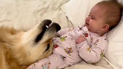 Illustration : Une joie contagieuse s’empare de cette petite fille qui rit aux éclats dès que son Golden Retriever lui fait un câlin (vidéo)