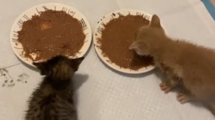 Illustration : 2 chatons ayant échappé de justesse à l'euthanasie savourent leur premier véritable repas et la liberté (vidéo)