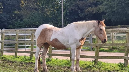 Illustration : Alors qu'elle savourait sa seconde chance dans un sanctuaire pour chevaux maltraités, une jument de 33 ans se retrouve dans une situation fâcheuse 