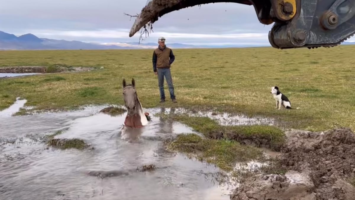 Illustration : "Un groupe d'hommes fait tout son possible pour sauver la vie d'un cheval piégé dans un trou rempli d'eau froide (vidéo)"