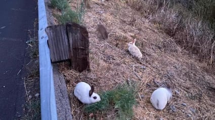 Illustration : Une automobiliste protège 27 lapins abandonnés au bord d'une route jusqu'à l'arrivée des secours