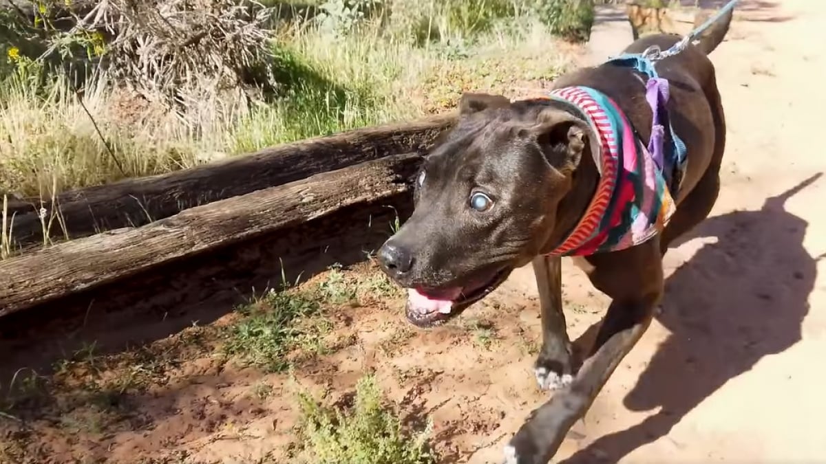 Illustration : "Un chien totalement aveugle prévient son promeneur qu’un serpent à sonnette se trouve sur son passage (vidéo) "