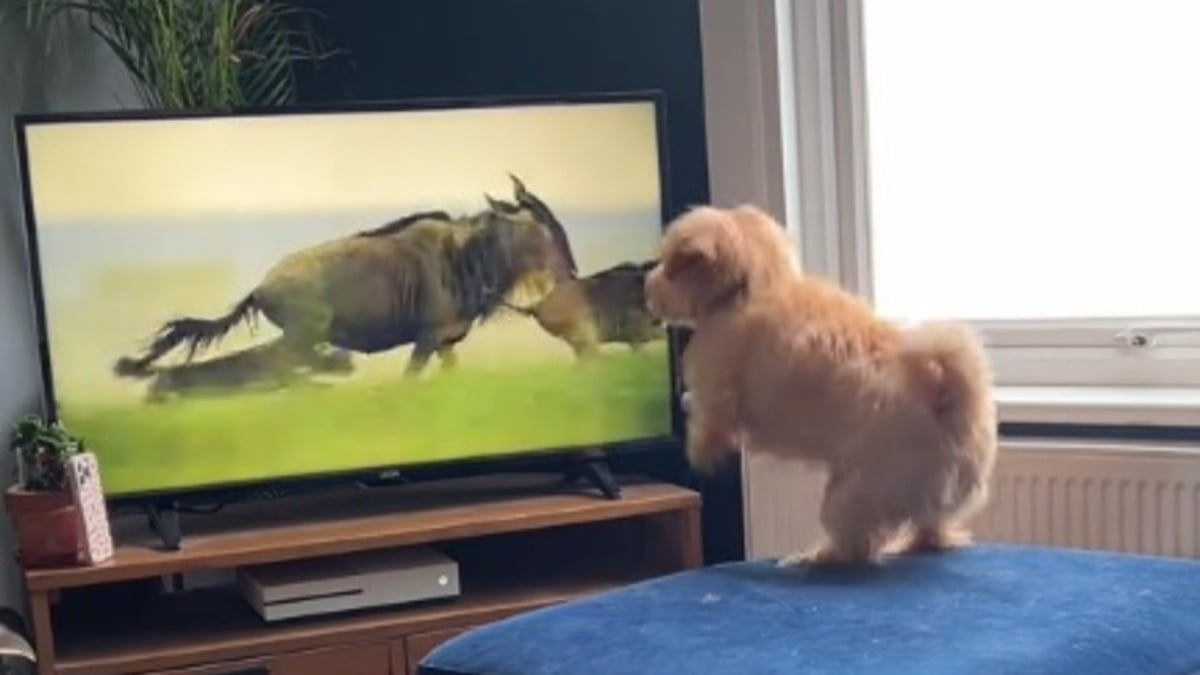 Illustration : "Ce petit chien féru de télévision ne tient pas en place face à un documentaire animalier qui le fascine (vidéo)"