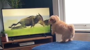 Illustration : "Ce petit chien féru de télévision ne tient pas en place face à un documentaire animalier qui le fascine (vidéo)"