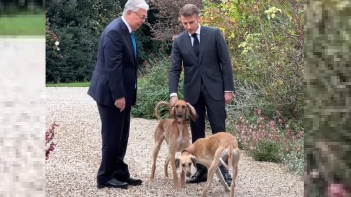 Illustration : "Emmanuel Macron présente officiellement ses chiens Jeanne et Jules, offerts par le président kazakh et qui formeraient 