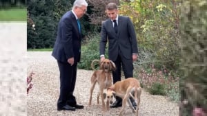 Illustration : "Emmanuel Macron présente officiellement ses chiens Jeanne et Jules, offerts par le président kazakh et qui formeraient 