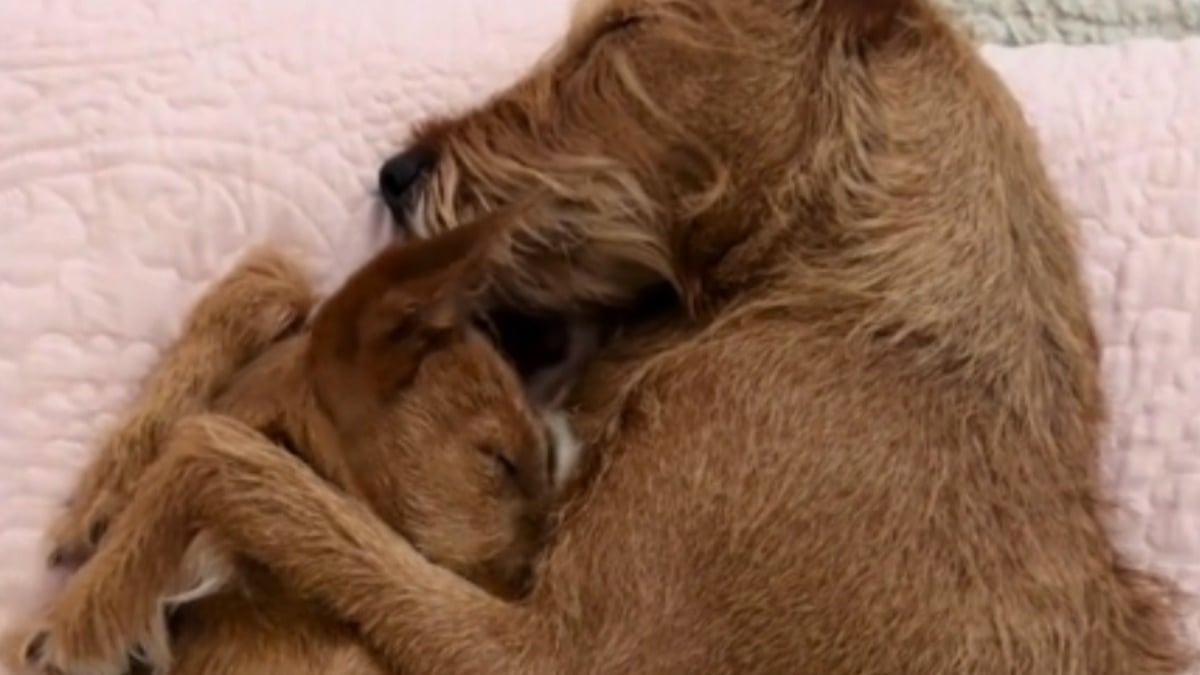 Illustration : "2 chiens ayant une relation fusionnelle ne peuvent s'empêcher de se câliner durant la sieste (vidéo)"