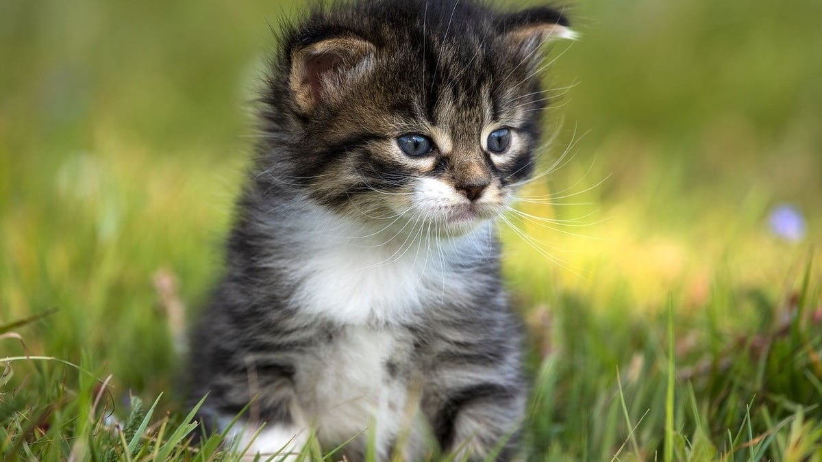 Illustration : "Un chaton coincé dans les canalisations d'un magasin retrouve la liberté au bout de 4 jours et séduit le gérant"