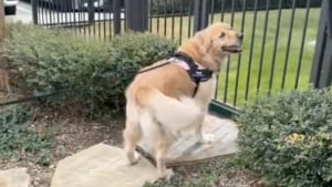 Illustration : "Après avoir remarqué que la chienne de sa voisine âgée ne sortait jamais, une jeune femme au cœur d’or se propose de l’emmener en promenade (vidéo)"