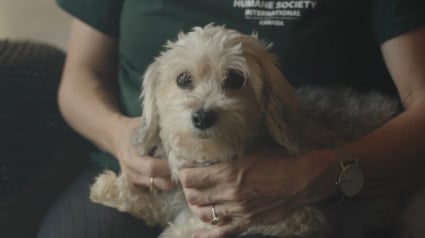 Illustration : Une chienne longtemps gardée en cage pour faire des petits chez un éleveur peu scrupuleux apprend à être libre et à se sentir aimée