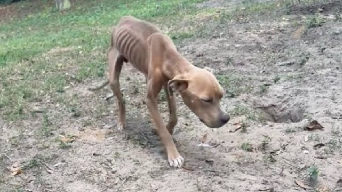 Illustration : "Enchaîné et laissé pour mort, un Pitbull affamé reçoit l’aide providentielle d’un géomètre chargé de cartographier le terrain de ses propriétaires (vidéo)"