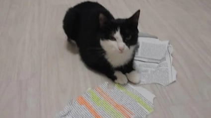 Illustration : Un étudiant sauve une petite chatte de la rue et lui offre de nombreux jouets pour s’amuser, mais celle-ci préfère manger son devoir à rendre le lendemain