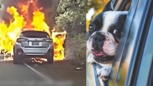 Illustration : La voiture d'un propriétaire canin qui emmenait sa chienne chez le vétérinaire prend feu, un policier s'en aperçoit juste à temps pour les sauver