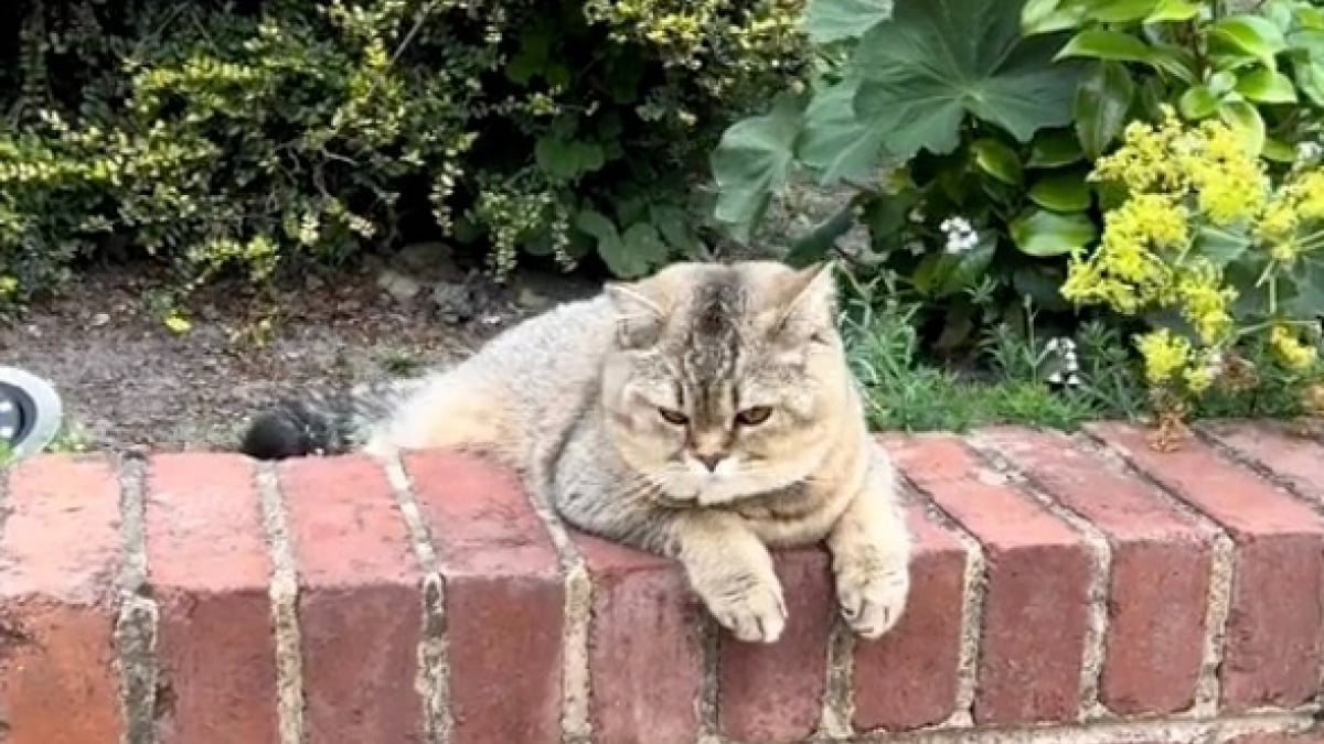 Illustration : "Dès que sa maîtresse rentre du travail, ce chat la reconnaît depuis le bout de la rue et se précipite pour la saluer (vidéo)"