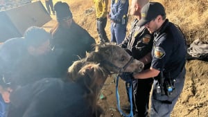 Illustration : Un cheval miniature tombé dans un puits compte sur l'aide des professionnels de secours pour retrouver la liberté