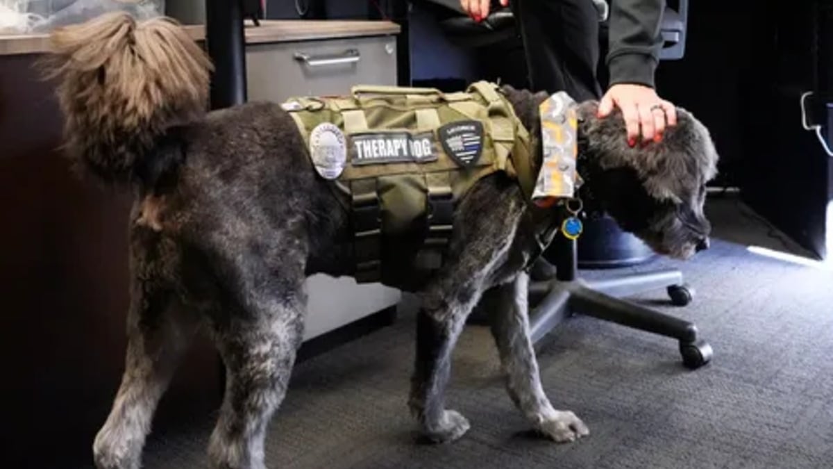 Illustration : "Un Goldendoodle échoue de peu à devenir chien d'assistance, mais trouve un rôle sur-mesure au commissariat de police où travaille son maître"