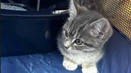 Illustration : Un chaton livré à lui-même dans la nature tente sa chance avec une randonneuse et obtient la plus douce des nouvelles vies (vidéo)