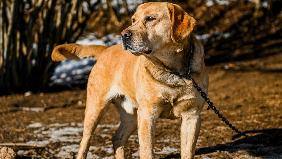 Illustration : "Elle récupère un chien abandonné par ses voisins depuis 6 mois, mais ces derniers réapparaissent et l’accusent de vol "