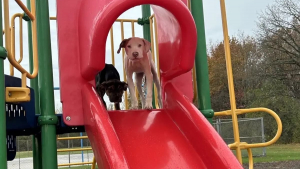 Illustration : "2 chiots errants s'amusent sur un toboggan dans un parc sans se douter que leur vie est sur le point de changer"