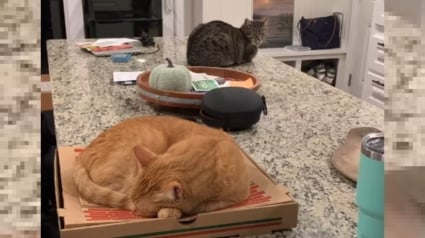 Illustration : Le regard plein de dépit d'un chat s'étant fait voler "sa" boîte à pizza par son congénère (vidéo)