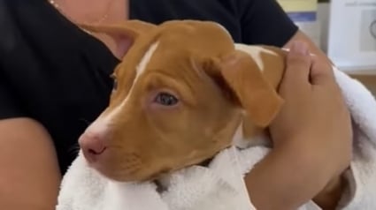 Illustration : Abandonnée et attachée à un poteau sous une tempête, cette chienne aveugle trouve une nouvelle chance grâce à un passant