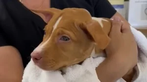 Illustration : Abandonnée et attachée à un poteau sous une tempête, cette chienne aveugle trouve une nouvelle chance grâce à un passant