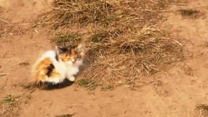 Illustration : "Le coeur d'une jeune femme fond pour un chaton errant trouvé sur sa route et elle comprend vite qu'ils étaient faits l'un pour l'autre (vidéo)"