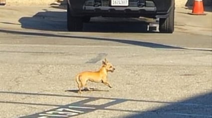 Illustration : Une petite chienne erre pendant 2 semaines sur le parking d'une prison dont les gardiens décident d'appeler une spécialiste à la rescousse