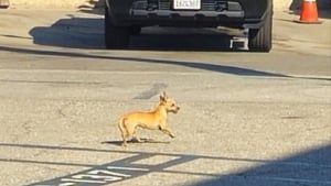 Illustration : "Une petite chienne erre pendant 2 semaines sur le parking d'une prison dont les gardiens décident d'appeler une spécialiste à la rescousse"