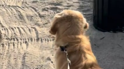 Illustration : Charlie, un jeune Golden Retriever, découvre la plage pour la première fois avec émerveillement (vidéo)