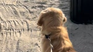 Illustration : "Charlie, un jeune Golden Retriever, découvre la plage pour la première fois avec émerveillement (vidéo)"