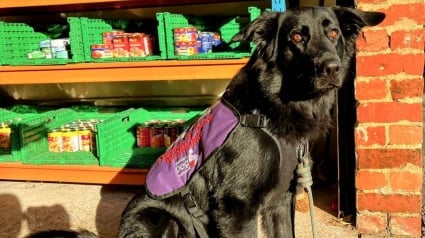 Illustration : Bob est le premier chien de thérapie pour sans-abri et sa mission lui tient très à coeur