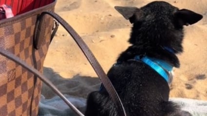 Illustration : Un petit chien traumatisé par une agression surmonte son anxiété pour redécouvrir les joies de la plage (vidéo)