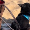 Illustration : Un petit chien traumatisé par une agression surmonte son anxiété pour redécouvrir les joies de la plage (vidéo)