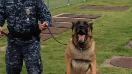 Illustration : Cet ancien maître-chien militaire aide les vétérans en leur apprenant à éduquer leurs amis canins et en formant des chiens d'assistance 