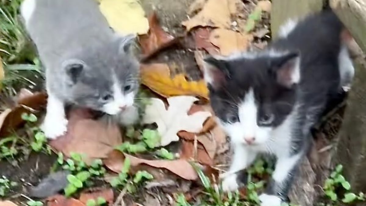 Illustration : "Une jeune femme découvre avec surprise que sa nouvelle maison était vendue avec une portée de chatons (vidéo)"