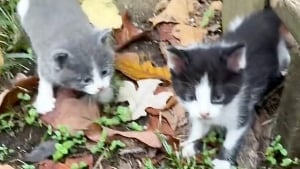 Illustration : Une jeune femme découvre avec surprise que sa nouvelle maison était vendue avec une portée de chatons (vidéo)