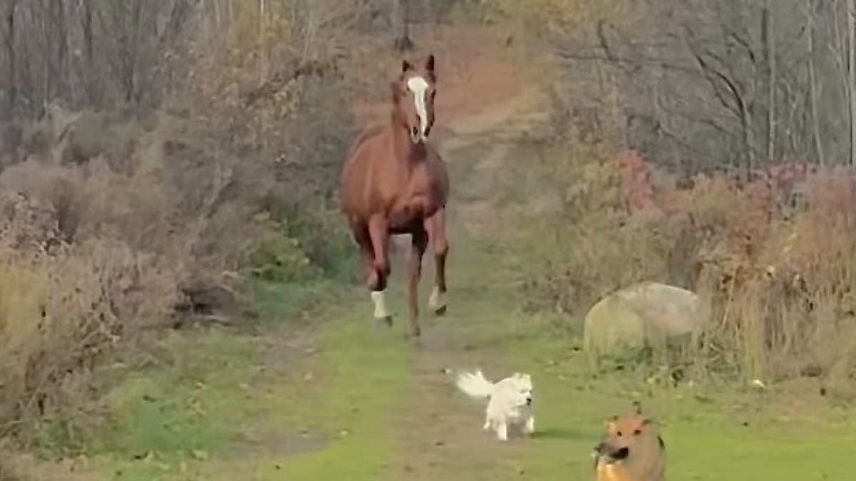 Illustration : "Grâce à ses sens aiguisés, ce chien aveugle peut courir avec son frère cheval en évitant les collisions (vidéo)"