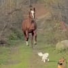 Illustration : Grâce à ses sens aiguisés, ce chien aveugle peut courir avec son frère cheval en évitant les collisions (vidéo)