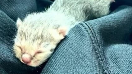 Illustration : Un camionneur change son itinéraire après avoir découvert un chaton orphelin