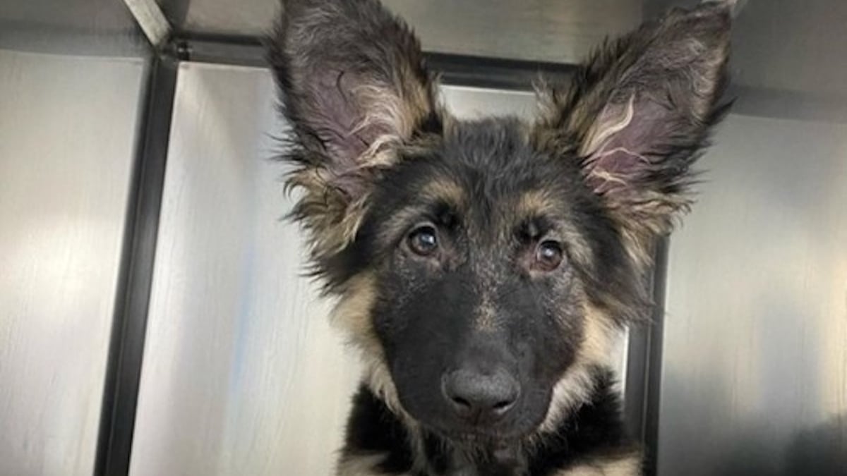 Illustration : "Une équipe vétérinaire tente le tout pour le tout afin de sauver la vie d'un chiot concerné par un trouble cardiaque"