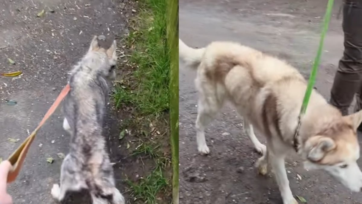 Illustration : "2 Huskies Sibériens sauvés d'un appartement insalubre et de la malnutrition, leur maîtresse condamnée 9 mois après"