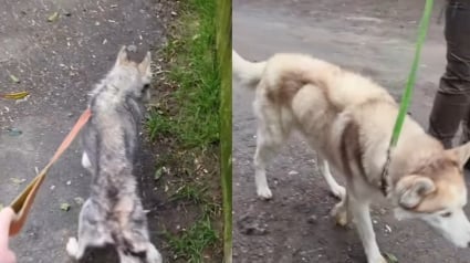 Illustration : 2 Huskies Sibériens sauvés d'un appartement insalubre et de la malnutrition, leur maîtresse condamnée 9 mois après