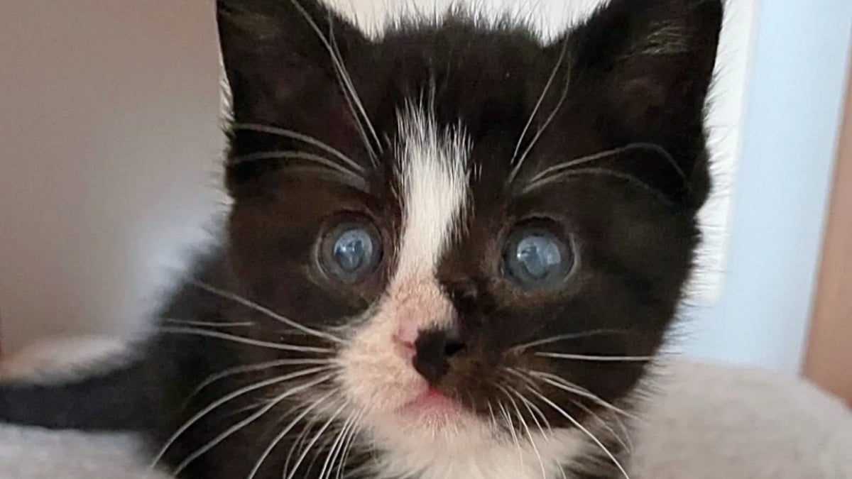 Illustration : "Né dans un refuge et seul survivant de sa portée, ce chaton avec des problèmes de santé fait preuve d'une joie de vivre inspirante"