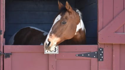 Illustration : De nombreux propriétaires font tout leur possible pour sauver la vie de leurs chevaux menacée par un incendie