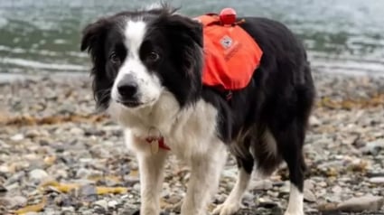 Illustration : Adopté dans un refuge, un chien a aujourd'hui pour mission d'aider au recensement d'une sous-espèce de loup sur un archipel quasi désert