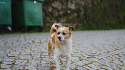 Illustration : Une femme adopte le chien de ses voisins contre leur volonté face à leur comportement irresponsable