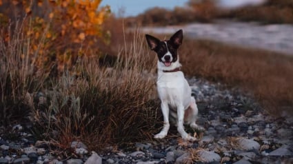 Illustration : Une femme tente le tout pour le tout et ouvre une cagnotte dans l’espoir de récolter 10 000 euros pour sauver son chien 