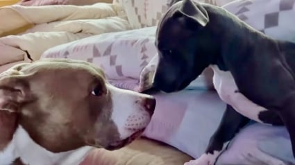 Illustration : Un minuscule chiot Pitbull essaie désespérément de vaincre les réticences de son grand frère en l’invitant à jouer d’une adorable manière (vidéo)