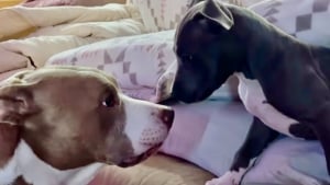 Illustration : "Un minuscule chiot Pitbull essaie désespérément de vaincre les réticences de son grand frère en l’invitant à jouer d’une adorable manière (vidéo)"